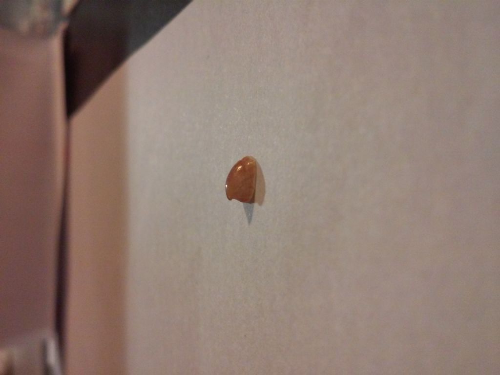 aiuto: che specie �?